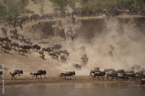 african wildlife  gnu antelopes river crossing  stampede  great migration