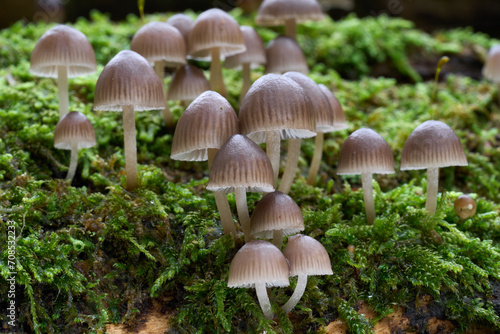 Inedible mushroom Mycena tintinnabulum on the wood. Wild brown mushrooms in floodplain forest.