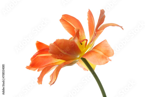 Bright yellow-orange tulip flower  isolated on white background.