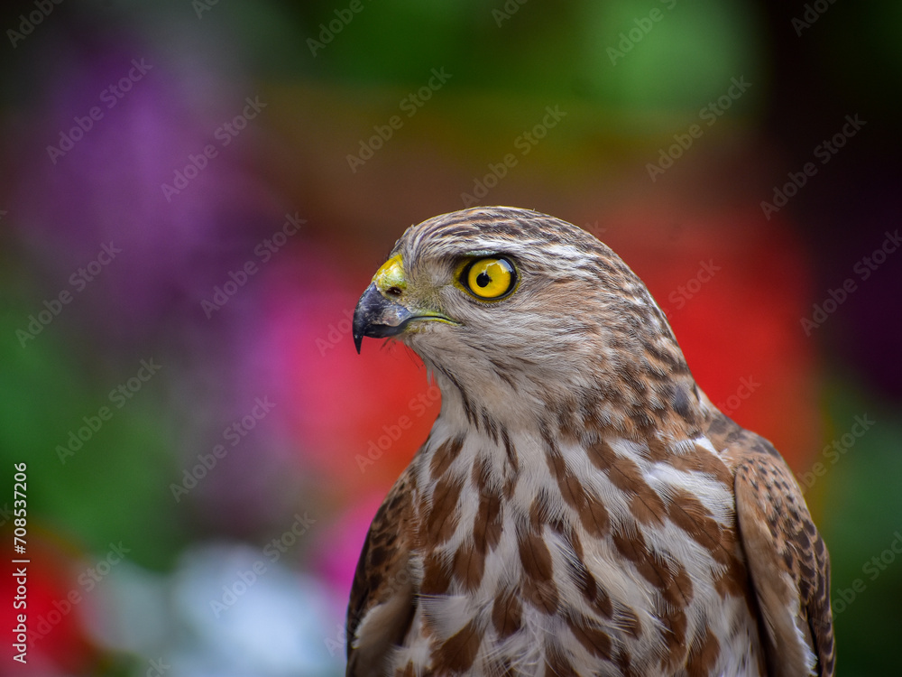Portrait of a Shikra bird.