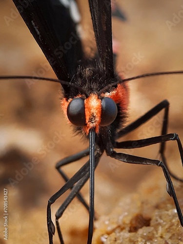 close up of a butterfly.