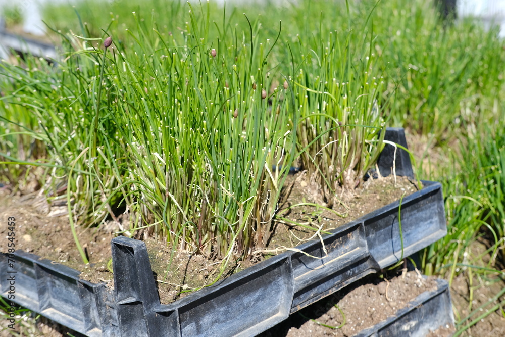 Green lawn grass, Young saplings of garden plants for landscaping plot, plants for transplanting, roots intertwined soil cube, gardening concept, save nature Green lawn grass, Young saplings of garden plants for landscaping plot, plants for transplanting, roots intertwined soil cube, gardening concept, save nature