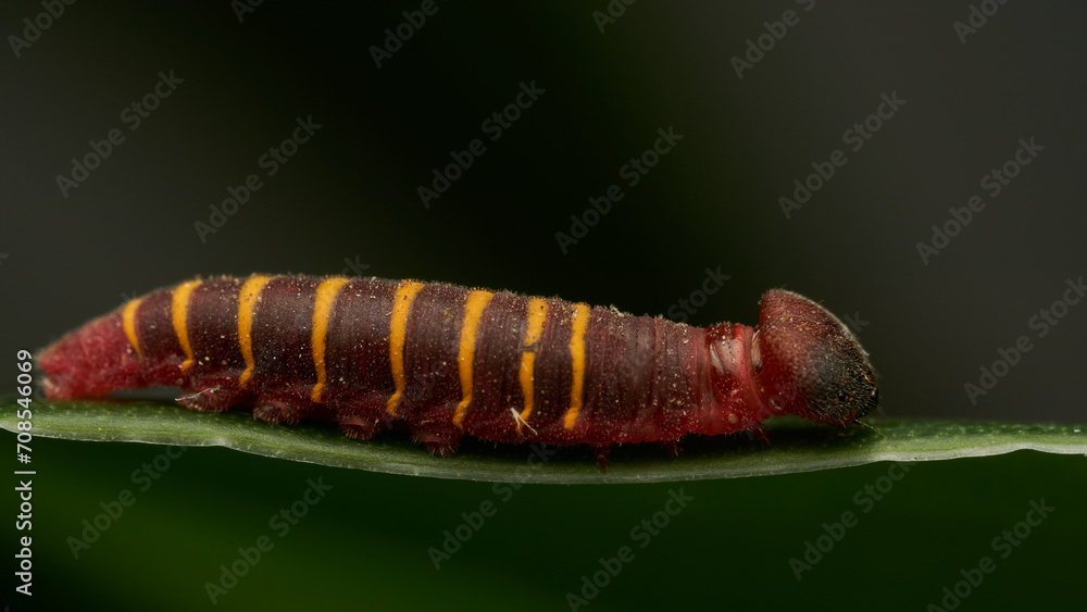 a small red and yellow caterpillar walking on a green leaf a small red and yellow caterpillar walking on a green leaf