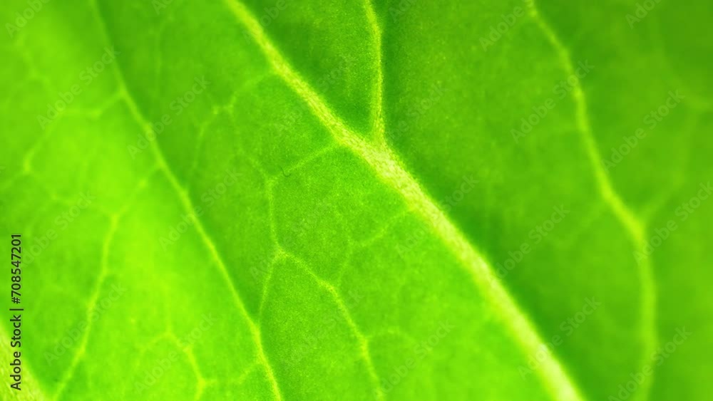 Dive into the enchanting realm of green leafy veggies (Bok choy leaves) through macro video. Delicate textures and vivid shades come to life in exquisite detail.
Dive into the enchanting realm of green leafy veggies (Bok choy leaves) through macro video. Delicate textures and vivid shades come to life in exquisite detail.
