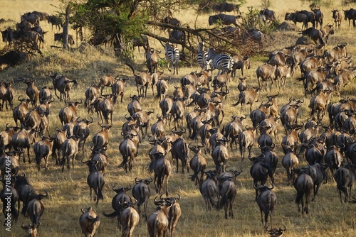 african wildlife, gnu antelopes, great migration
