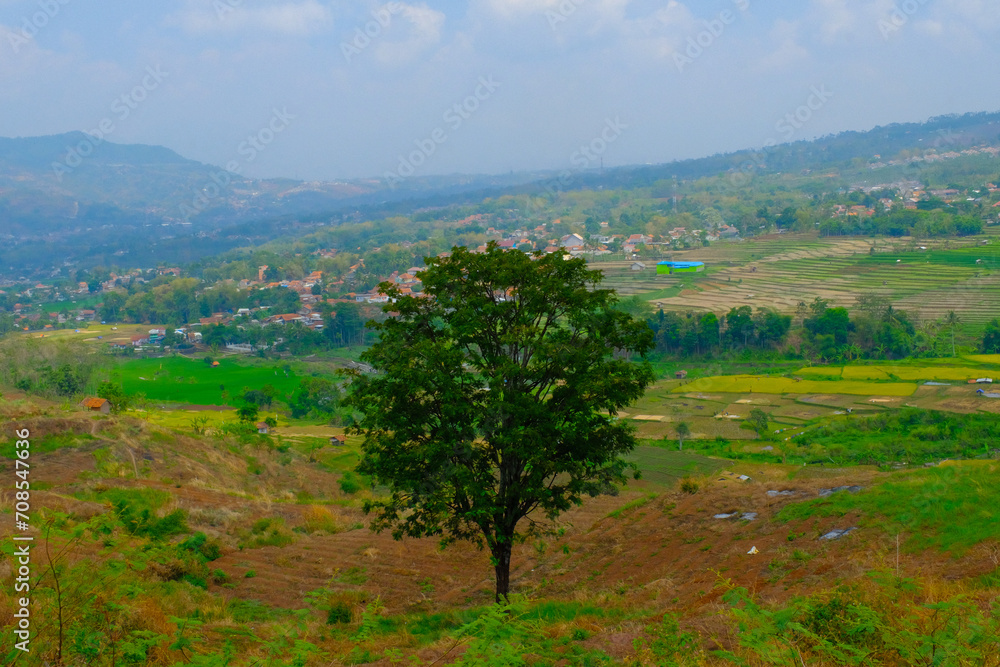 Landscape Photography. Panoramic Background. View of a tree in the middle of a wide hillside. The only tree that lives in the middle of the hillside. Bandung, Indonesia