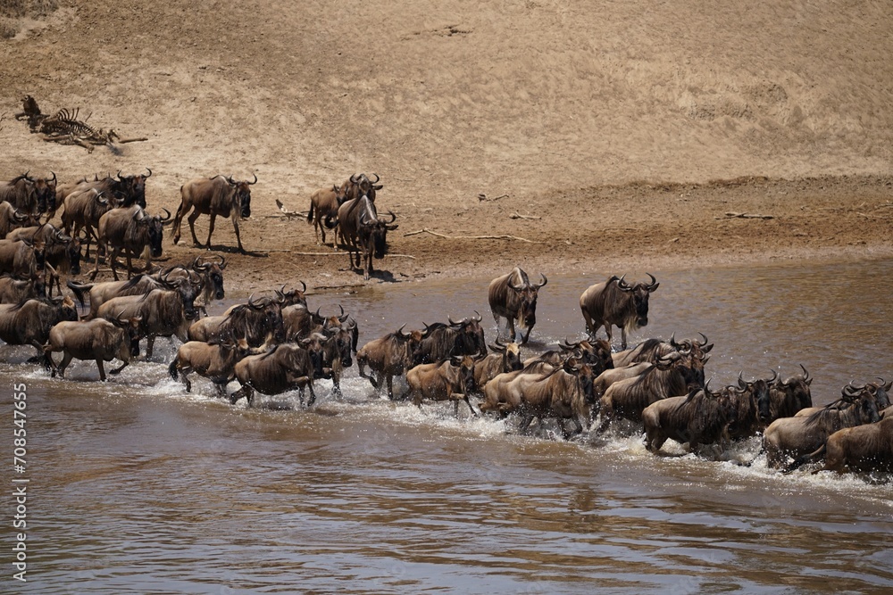 african wildlife, gnu antelopes, great migration, river crossing african wildlife, gnu antelopes, great migration, river crossing
