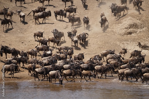 african wildlife, gnu antelopes, great migration, river crossing
