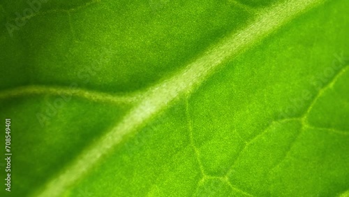In the world of macro video, a fresh green leaf dances to life. It unveils secrets in every detail: veins like rivers on a map, and the vibrant green, a canvas where nature paints its dreams.
 photo