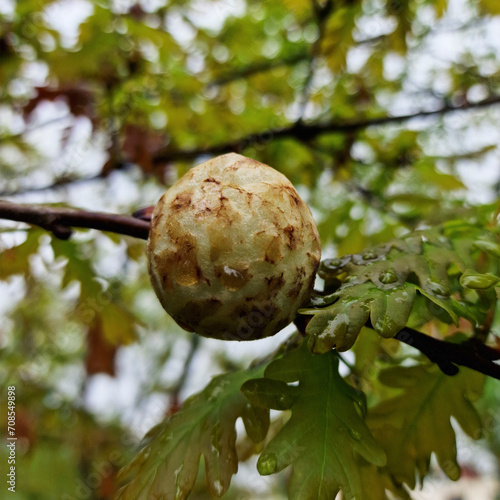 Oak apple, gall of Gall wesp Biorhza pallida growing on Pedunculate oak (Quercus robur)