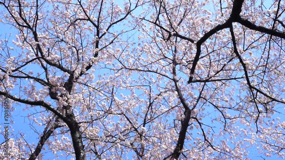 満開の染井吉野 満開の染井吉野