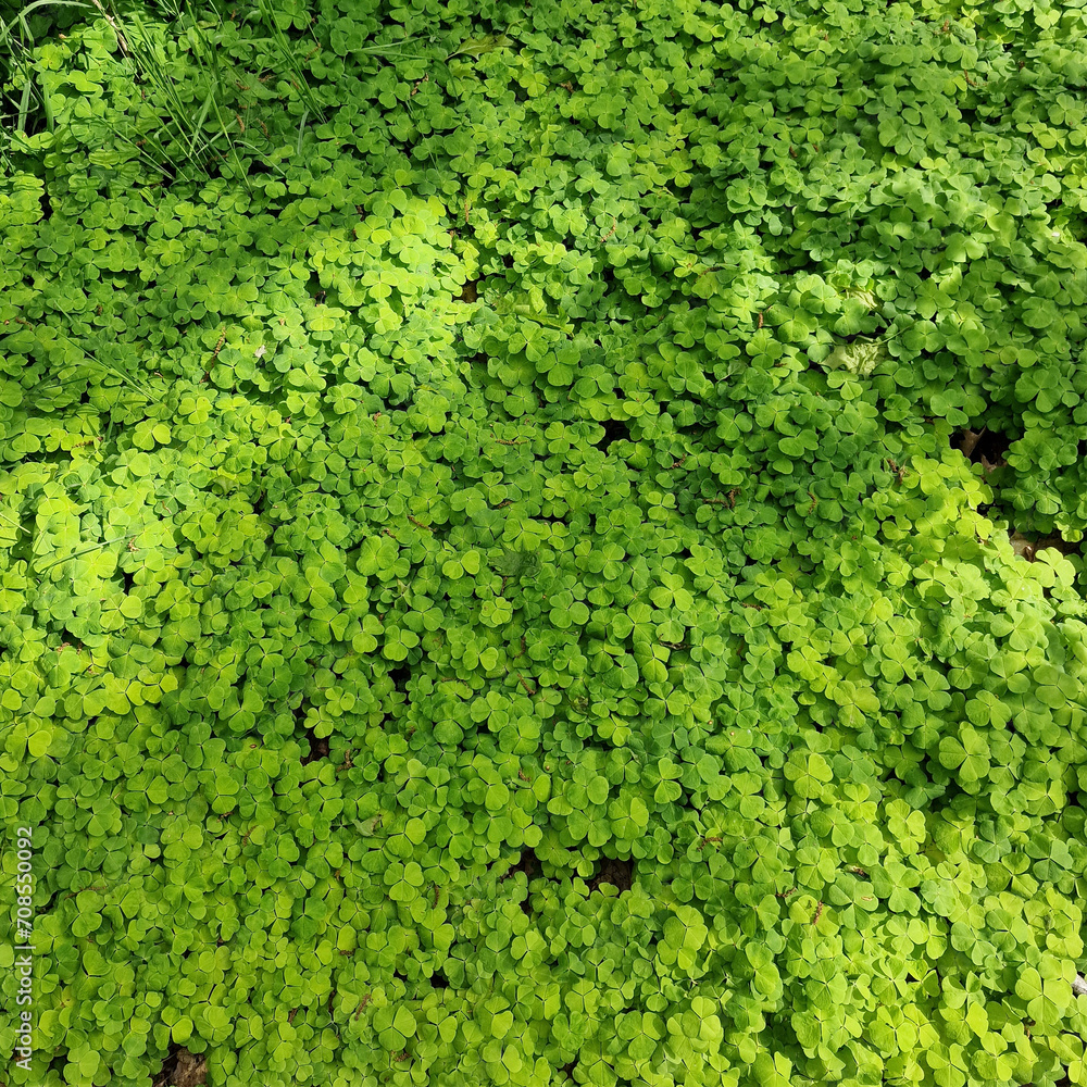 Dense vegetation of Common wood sorrel (Oxalis acetoselia)