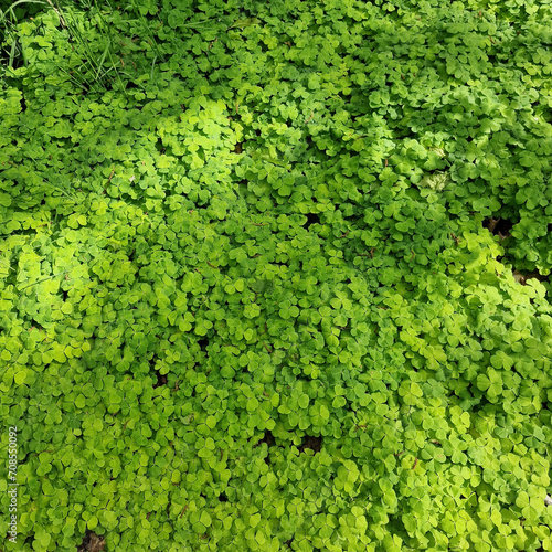 Dense vegetation of Common wood sorrel (Oxalis acetoselia) © roelmeijer