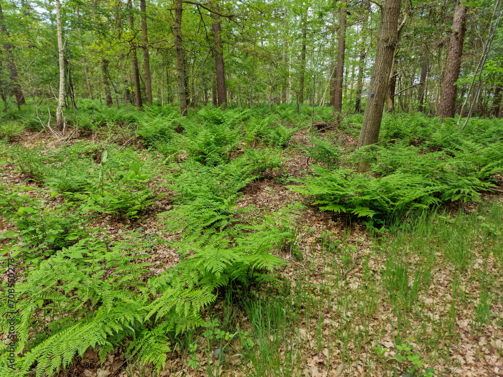 Forest with vegetation of Broad buckler-fern (Dryopteris dilatata) Forest with vegetation of Broad buckler-fern (Dryopteris dilatata)
