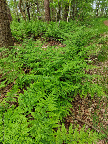 Forest with vegetation of Broad buckler-fern (Dryopteris dilatata)