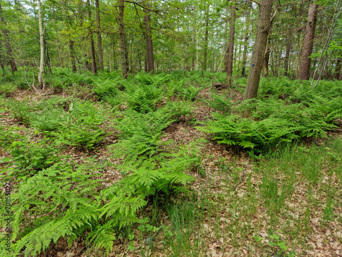 Forest with vegetation of Broad buckler-fern  Dryopteris dilatata 