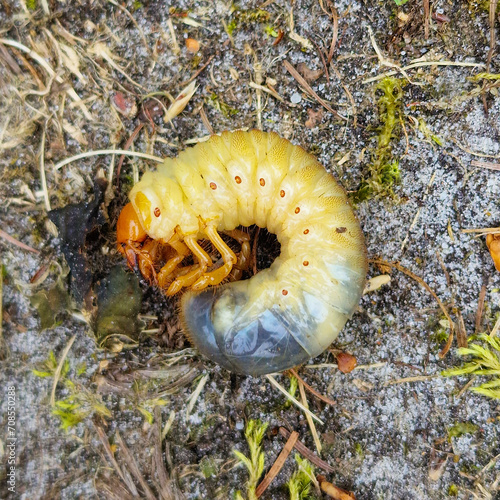Larva of Common cockchafer (Melolontha melolontha)