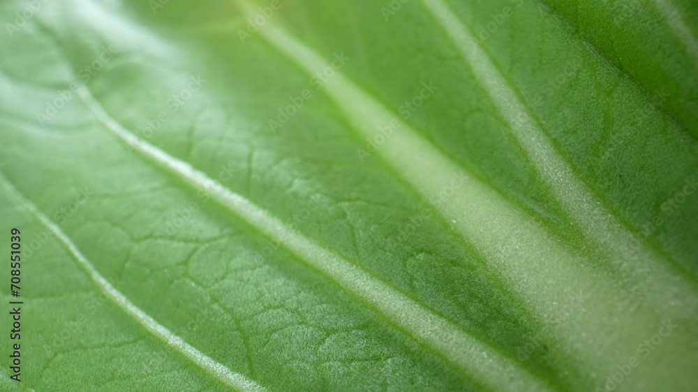 Get lost in the mesmerizing beauty of fresh green leaf vegetables (Bok choy leaves) through macro video. Every curve, texture, and vibrant hue is a masterpiece of nature's artistry.
Get lost in the mesmerizing beauty of fresh green leaf vegetables (Bok choy leaves) through macro video. Every curve, texture, and vibrant hue is a masterpiece of nature's artistry.