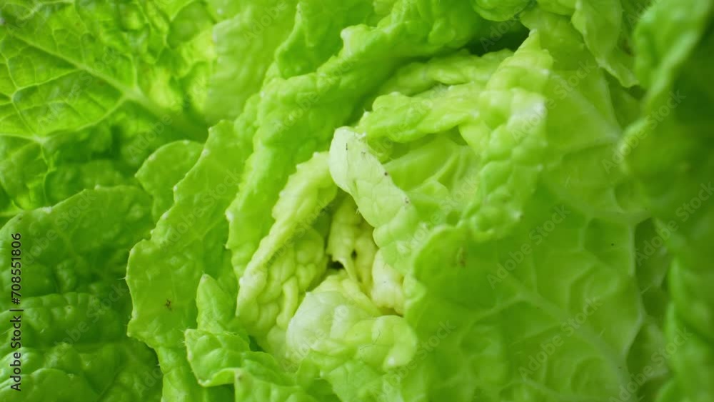 Lush and Vivid - fresh green leafy vegetables (Chinese cabbage leaf) come to life with vibrant shades of green, showcasing every delicate vein and dewdrop, a mesmerizing symphony of nature's beauty.
Lush and Vivid - fresh green leafy vegetables (Chinese cabbage leaf) come to life with vibrant shades of green, showcasing every delicate vein and dewdrop, a mesmerizing symphony of nature's beauty.