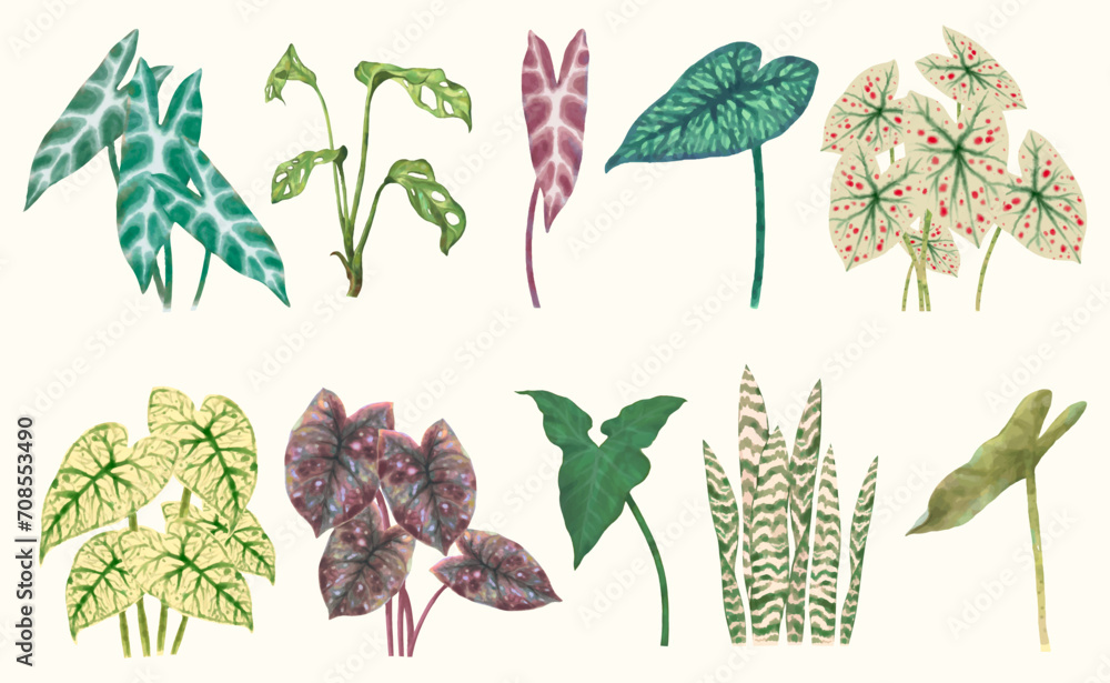Caladium leaf, flower garden. watercolor vector illustration, exotic plant - obrazy, fototapety, plakaty 