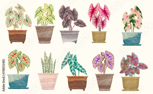 Caladium leaf, flower garden. watercolor vector illustration, exotic plant