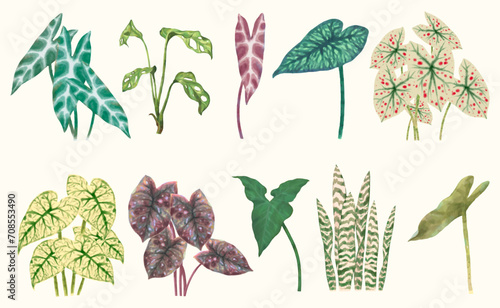 Caladium leaf, flower garden. watercolor vector illustration, exotic plant