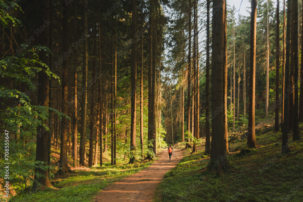 Fototapeta premium path in the woods