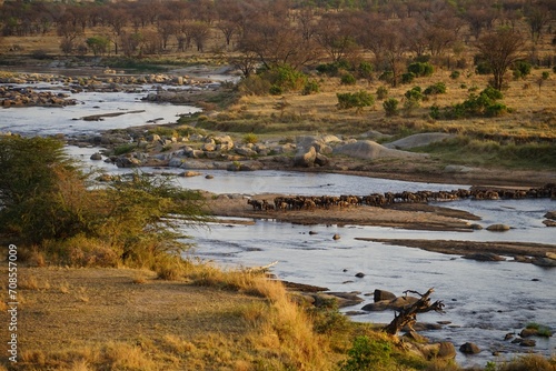 african wildlife, gnu antelopes, wildebeests, great migration