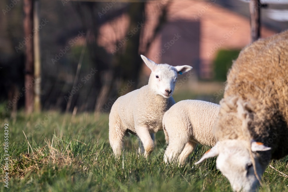 An animal portrait of a couple of white cute lambs running and playing around an brown wooly adult sheep in a grass field or meadow during a sunny spring day. The small young mammals are having fun. An animal portrait of a couple of white cute lambs running and playing around an brown wooly adult sheep in a grass field or meadow during a sunny spring day. The small young mammals are having fun.