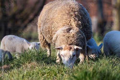 An animal portrait of a wooly single adult sheep or mutton standing in between cute little white lambs on a grass field or meadow during a sunny spring day. The mammal is grazing.