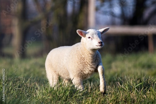 A cute animal Portrait of a small little white lamb playfully running and looking around in a grass field or meadow. the young mammal is grazing on a sunny spring day.
