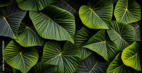 Wallpaper Mural Green leaves create a lush, tropical jungle backdrop with intricate details. Torontodigital.ca