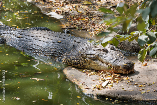 A Siamese crocodile lay down relax in a pool with lower part of body is in green water