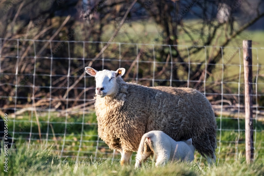 A cute animal portrait of a small white lamb drinking milk at the adult mother sheep while standing in a grass field or meadow during a sunny spring day. The mammals are standing in front of a fence. A cute animal portrait of a small white lamb drinking milk at the adult mother sheep while standing in a grass field or meadow during a sunny spring day. The mammals are standing in front of a fence.