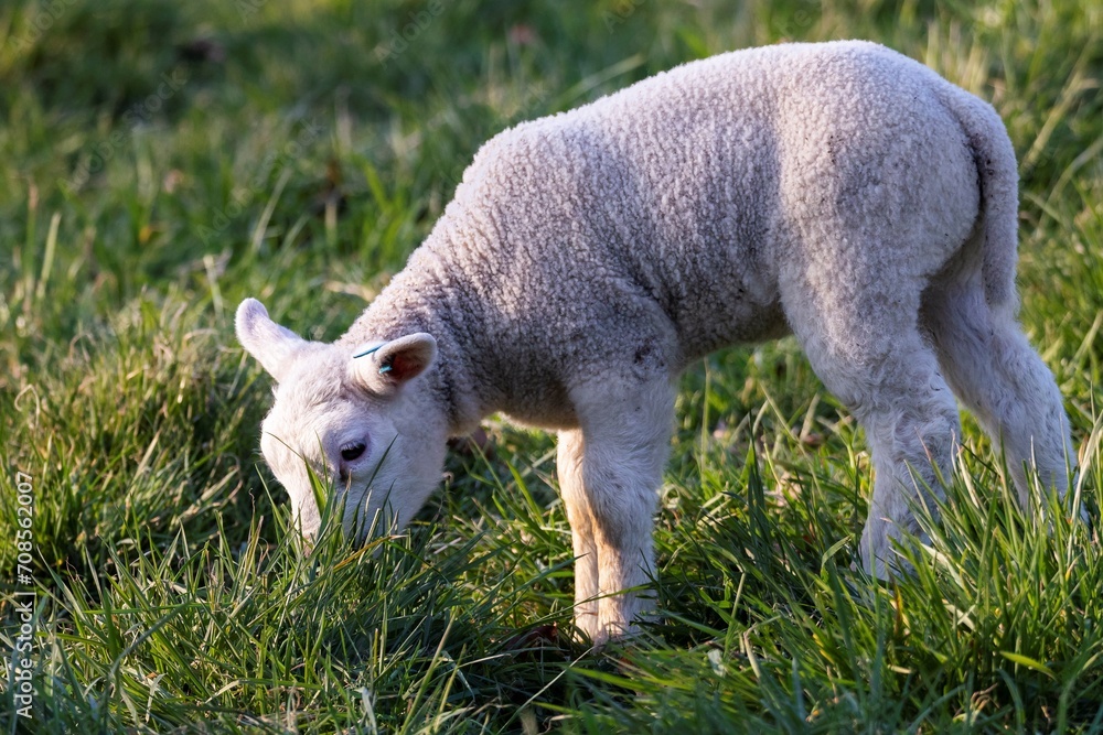 A cute animal portrait of a small white lamb standing in a grass field or meadow eating from the grass during a sunny spring day. The young mammal is grazing for food. A cute animal portrait of a small white lamb standing in a grass field or meadow eating from the grass during a sunny spring day. The young mammal is grazing for food.