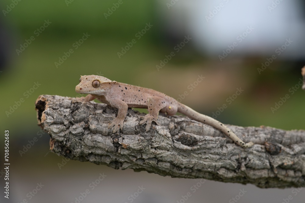 Rhacodactylus ciliatus, Crested gecko, Pagekon řasnatý, is a species of gecko native to southern New Caledonia. Close up. Rhacodactylus ciliatus, Crested gecko, Pagekon řasnatý, is a species of gecko native to southern New Caledonia. Close up.