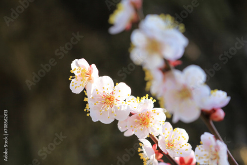 淡いピンク色の梅の花（イチノタニ）