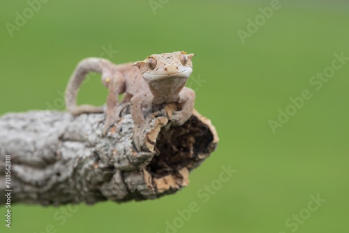 Rhacodactylus ciliatus  Crested gecko  Pagekon   asnat    is a species of gecko native to southern New Caledonia. Close up.