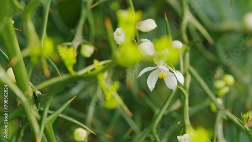 White Flower Of Citrus Trifoliata Or Japanese Bitter Orange. Close up. photo