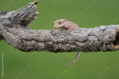 Rhacodactylus ciliatus, Crested gecko, Pagekon řasnatý, is a species of gecko native to southern New Caledonia. Close up.