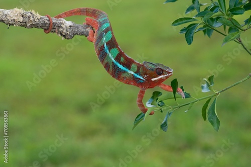 Furcifer pardalis, Panther chameleon, Chameleon pardálí, The panther chameleon (Furcifer pardalis) is a species of chameleon found in the eastern and northern parts of Madagascar in a tropical photo