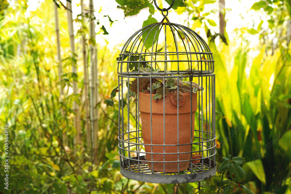 Ideas for decorating a potted plant in an old birdcage that are chic and cute.