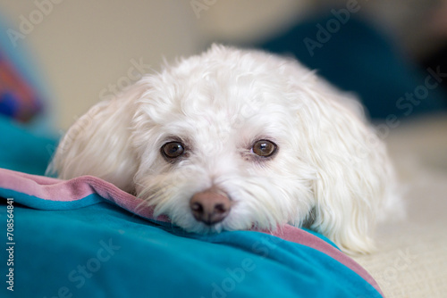 Close up of the face of a cute Havanese dog lying on the couch photo