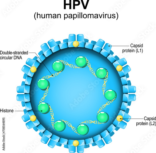 Human papillomavirus. HPV structure.