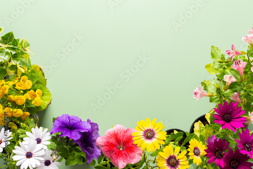 Spring decoration of a home balcony or terrace with flowers, Osteospermum and Calceolaria, Mimulus and Petunia on a green background, home gardening and hobbies, biophilic design photo