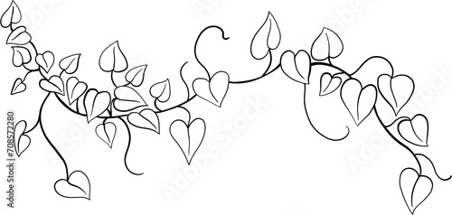 ivy plant drawing illustration.