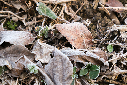 Foglie secche coperte di brina in inverno