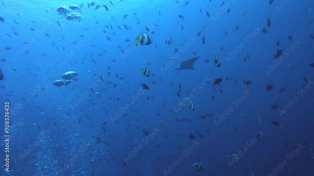 Undersurface life in clear tropical waters above coral reef Maafushi Island on Maldives Undersurface life in clear tropical waters above coral reef Maafushi Island on Maldives