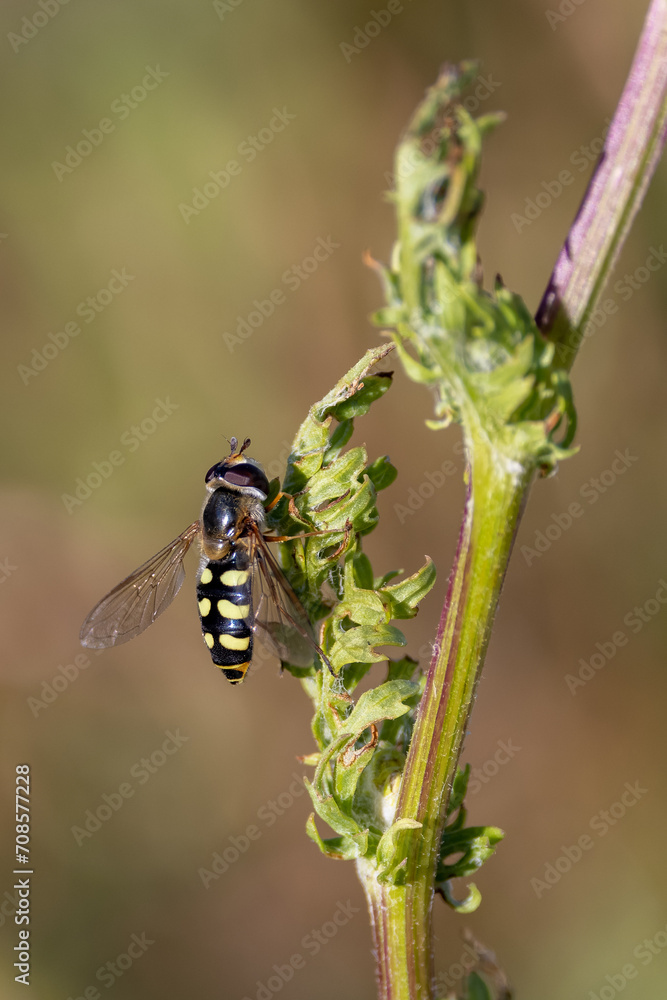Close up of hoverfly Close up of hoverfly