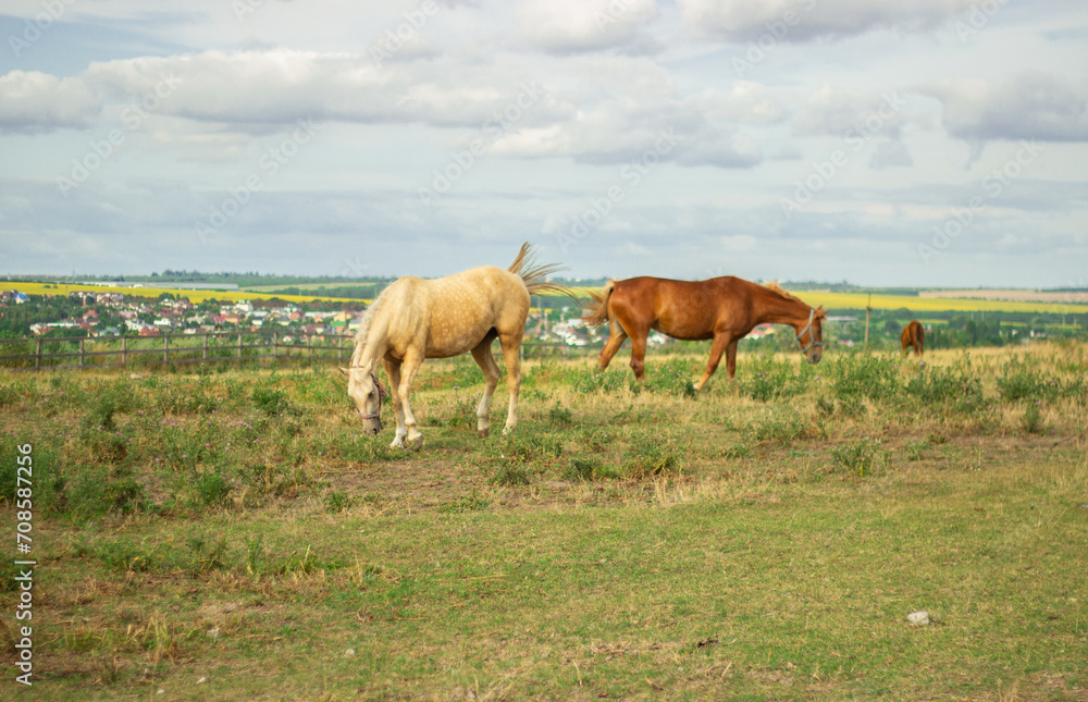 horses on a pasture in the village
